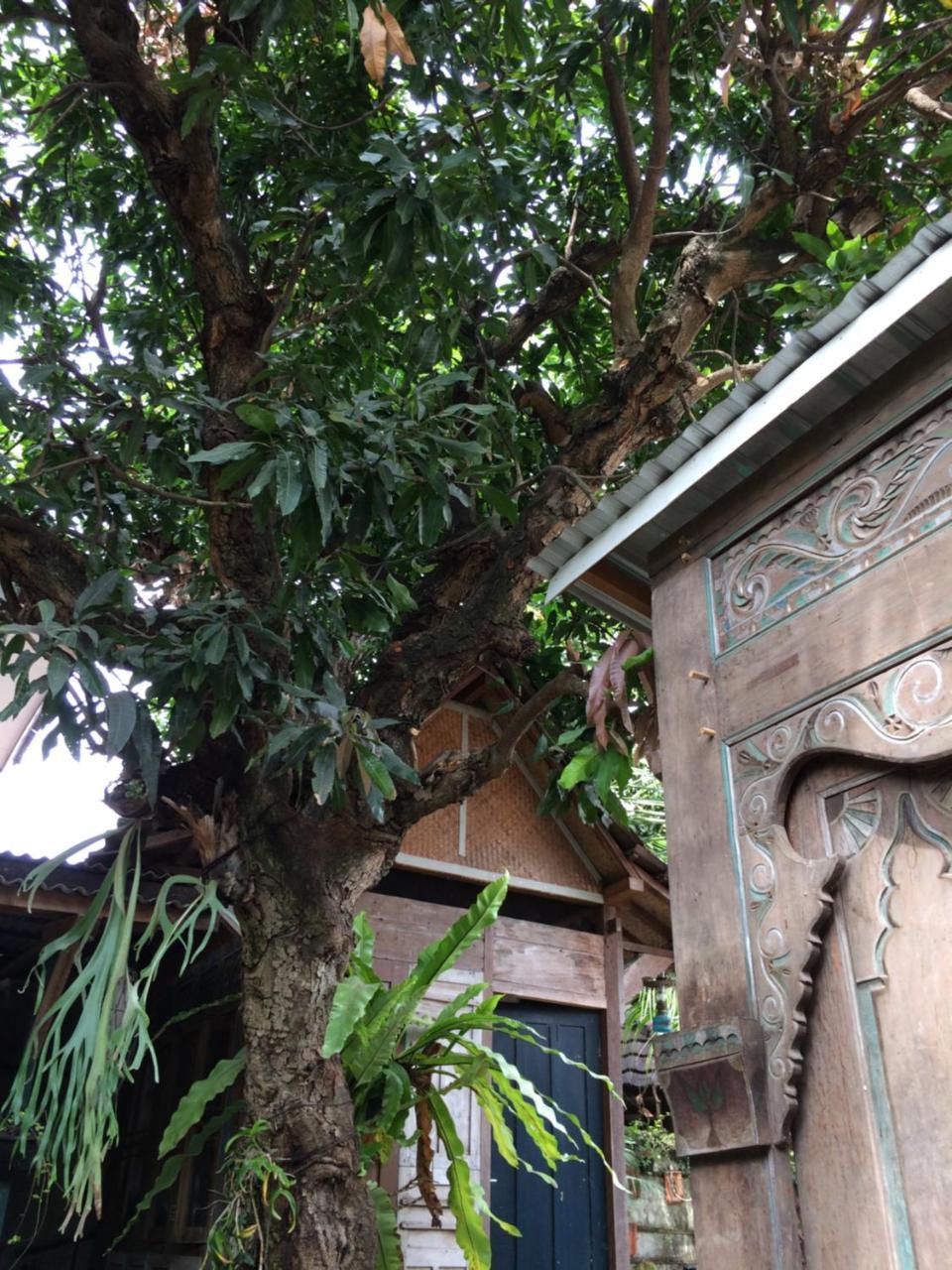 Wisma tamu Mango Tree Dipudjo Yogyakarta