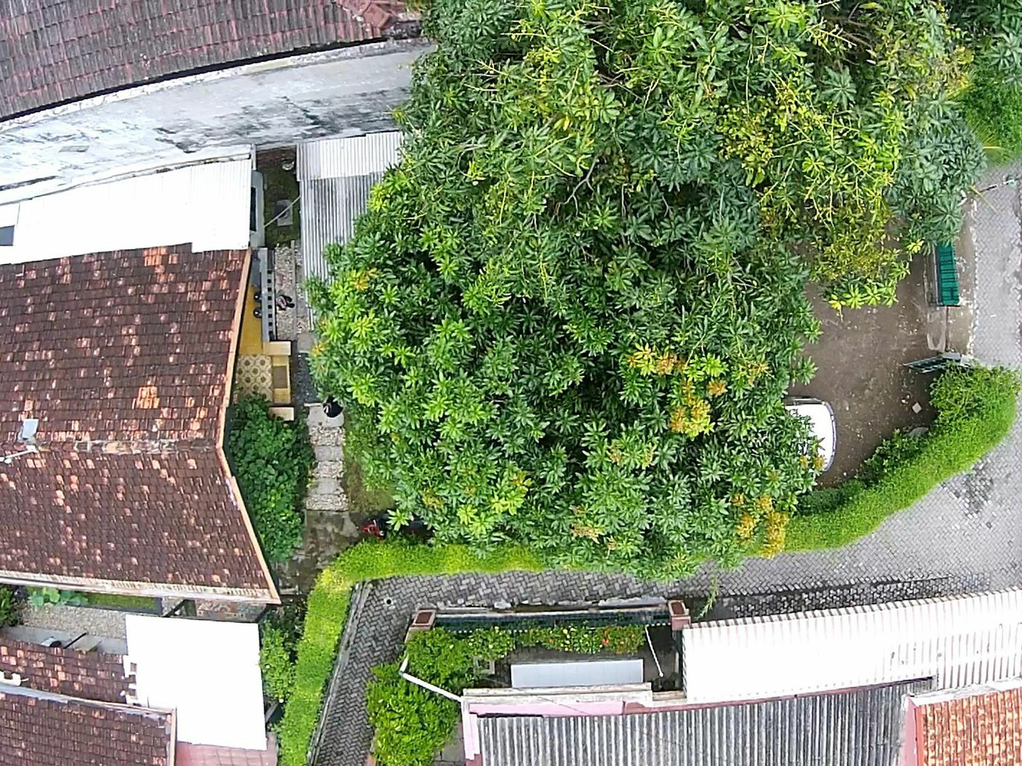 Wisma tamu Mango Tree Dipudjo